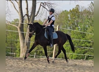 Oldenburger, Stute, 4 Jahre, 163 cm, Dunkelbrauner