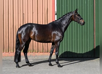 Oldenburger, Stute, 4 Jahre, 163 cm, Dunkelbrauner
