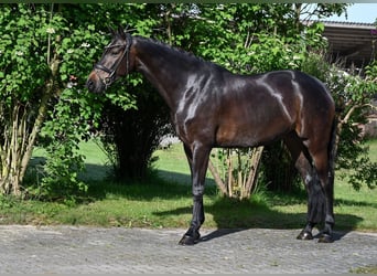 Oldenburger, Stute, 4 Jahre, 163 cm, Dunkelbrauner