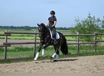 Oldenburger, Stute, 4 Jahre, 163 cm, Dunkelbrauner