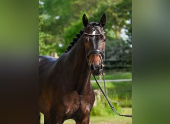 Oldenburger, Stute, 4 Jahre, 163 cm, Dunkelbrauner