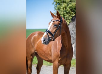 Oldenburger, Stute, 4 Jahre, 163 cm, Dunkelfuchs