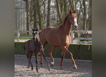 Oldenburger, Stute, 4 Jahre, 163 cm, Dunkelfuchs