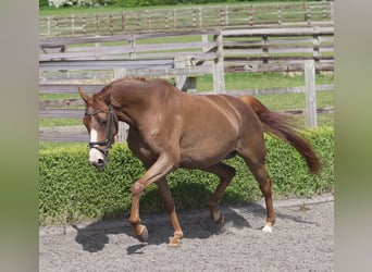 Oldenburger, Stute, 4 Jahre, 163 cm, Dunkelfuchs