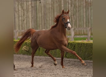 Oldenburger, Stute, 4 Jahre, 163 cm, Dunkelfuchs