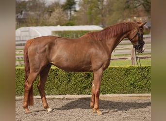 Oldenburger, Stute, 4 Jahre, 163 cm, Dunkelfuchs