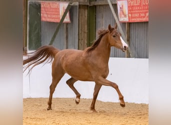 Oldenburger, Stute, 4 Jahre, 163 cm, Dunkelfuchs