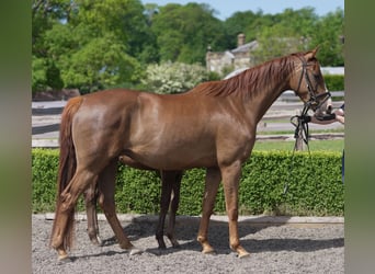 Oldenburger, Stute, 4 Jahre, 163 cm, Dunkelfuchs