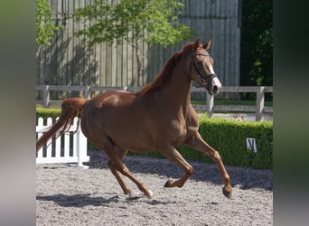 Oldenburger, Stute, 4 Jahre, 163 cm, Dunkelfuchs