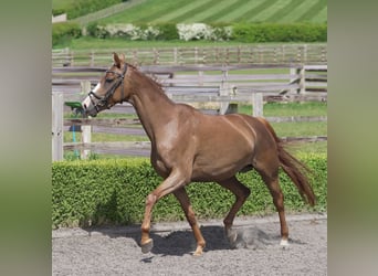 Oldenburger, Stute, 4 Jahre, 163 cm, Dunkelfuchs