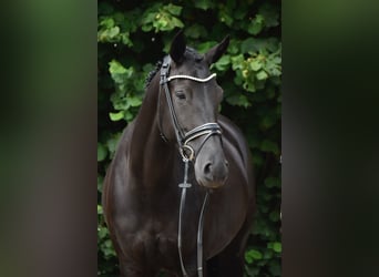 Oldenburger, Stute, 4 Jahre, 163 cm, Rappe