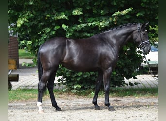 Oldenburger, Stute, 4 Jahre, 163 cm, Rappe