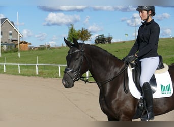 Oldenburger, Stute, 4 Jahre, 163 cm, Rappe