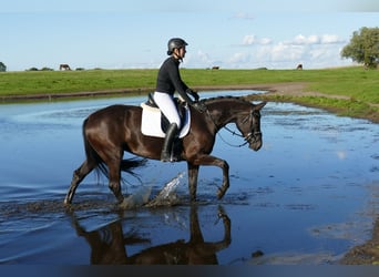 Oldenburger, Stute, 4 Jahre, 163 cm, Rappe
