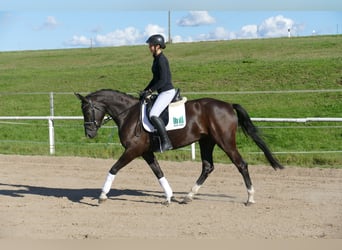 Oldenburger, Stute, 4 Jahre, 163 cm, Rappe