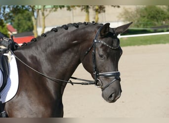Oldenburger, Stute, 4 Jahre, 163 cm, Rappe