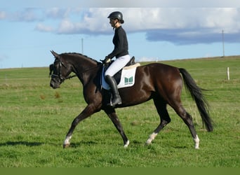 Oldenburger, Stute, 4 Jahre, 163 cm, Rappe