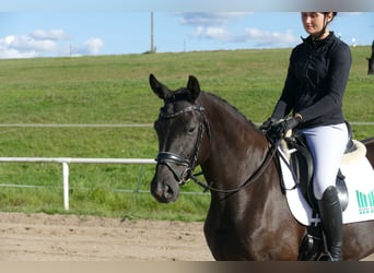 Oldenburger, Stute, 4 Jahre, 163 cm, Rappe