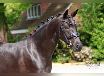 Oldenburger, Stute, 4 Jahre, 163 cm, Rappe
