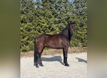 Oldenburger, Stute, 4 Jahre, 164 cm, Brauner