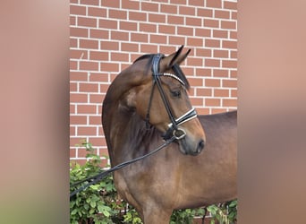 Oldenburger, Stute, 4 Jahre, 164 cm, Brauner
