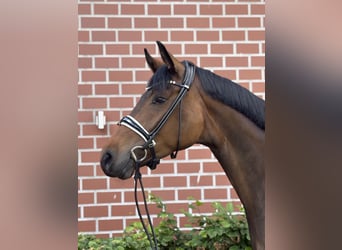 Oldenburger, Stute, 4 Jahre, 164 cm, Brauner