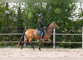 Oldenburger, Stute, 4 Jahre, 164 cm, Buckskin