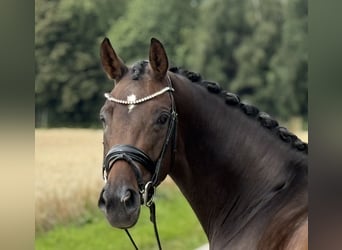 Oldenburger, Stute, 4 Jahre, 164 cm