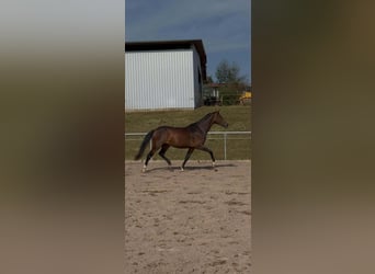 Oldenburger, Stute, 4 Jahre, 164 cm, Dunkelbrauner