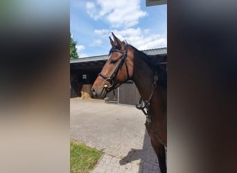 Oldenburger, Stute, 4 Jahre, 164 cm, Dunkelbrauner