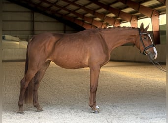 Oldenburger, Stute, 4 Jahre, 164 cm, Fuchs