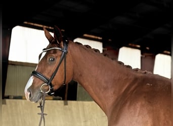 Oldenburger, Stute, 4 Jahre, 164 cm, Fuchs