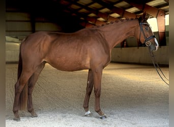 Oldenburger, Stute, 4 Jahre, 164 cm, Fuchs