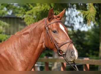 Oldenburger, Stute, 4 Jahre, 164 cm, Fuchs