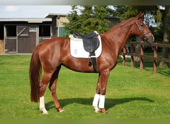 Oldenburger, Stute, 4 Jahre, 164 cm, Fuchs
