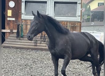 Oldenburger, Stute, 4 Jahre, 164 cm, Rappe
