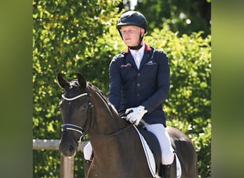 Oldenburger, Stute, 4 Jahre, 164 cm, Rappe
