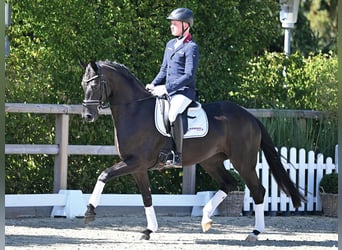 Oldenburger, Stute, 4 Jahre, 164 cm, Rappe