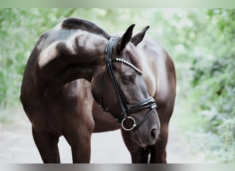 Oldenburger, Stute, 4 Jahre, 164 cm, Schwarzbrauner