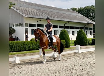 Oldenburger, Stute, 4 Jahre, 165 cm, Brauner