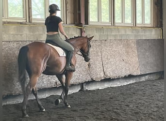 Oldenburger, Stute, 4 Jahre, 165 cm, Dunkelbrauner