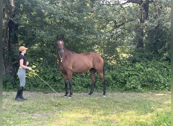 Oldenburger, Stute, 4 Jahre, 165 cm, Dunkelbrauner