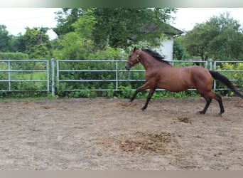 Oldenburger, Stute, 4 Jahre, 165 cm, Dunkelbrauner