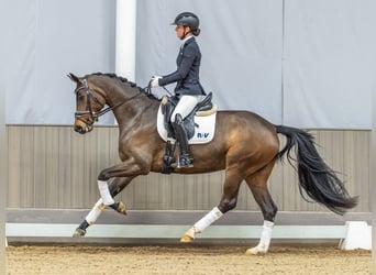 Oldenburger, Stute, 4 Jahre, 165 cm, Dunkelbrauner