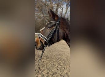 Oldenburger, Stute, 4 Jahre, 165 cm, Dunkelbrauner