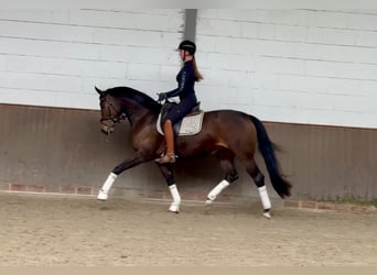 Oldenburger, Stute, 4 Jahre, 165 cm, Dunkelbrauner
