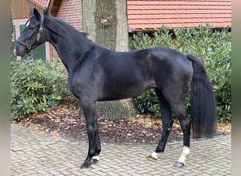 Oldenburger, Stute, 4 Jahre, 165 cm, Dunkelbrauner