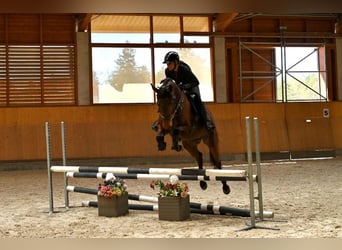 Oldenburger, Stute, 4 Jahre, 165 cm, Dunkelbrauner