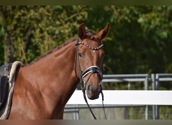 Oldenburger, Stute, 4 Jahre, 165 cm, Dunkelfuchs
