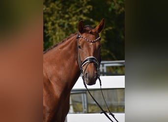 Oldenburger, Stute, 4 Jahre, 165 cm, Dunkelfuchs